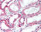 Hydroxysteroid 11-Beta Dehydrogenase 2 antibody, 51-002, ProSci, Immunohistochemistry paraffin image 