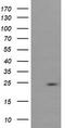 RAB37, Member RAS Oncogene Family antibody, TA505340BM, Origene, Western Blot image 