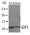Eukaryotic Translation Initiation Factor 1 antibody, AP26070PU-S, Origene, Western Blot image 