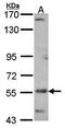 Uncharacterized aarF domain-containing protein kinase 4 antibody, orb73805, Biorbyt, Western Blot image 