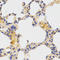 Ubiquitin-like-conjugating enzyme ATG3 antibody, LS-C334309, Lifespan Biosciences, Immunohistochemistry paraffin image 