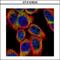 Protein Serine Kinase H1 antibody, GTX103525, GeneTex, Immunofluorescence image 