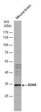 Docking Protein 6 antibody, GTX123195, GeneTex, Western Blot image 