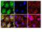 Nuclear Factor Of Activated T Cells 2 antibody, 44-944G, Invitrogen Antibodies, Immunofluorescence image 