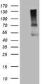 Activin receptor type IIA antibody, TA807404S, Origene, Western Blot image 