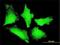 Progesterone-induced-blocking factor 1 antibody, H00010464-M02, Novus Biologicals, Immunofluorescence image 
