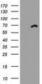 Probable ATP-dependent RNA helicase DDX59 antibody, LS-C175297, Lifespan Biosciences, Western Blot image 
