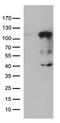 Lebercilin LCA5 antibody, TA812737, Origene, Western Blot image 