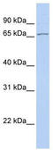 DnaJ Heat Shock Protein Family (Hsp40) Member C1 antibody, TA338496, Origene, Western Blot image 