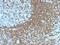 CD50 antibody, MBS438451, MyBioSource, Immunohistochemistry frozen image 