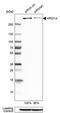 AT-rich interactive domain-containing protein 1A antibody, PA5-52146, Invitrogen Antibodies, Western Blot image 
