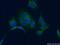 Par-3 Family Cell Polarity Regulator antibody, 11085-1-AP, Proteintech Group, Immunofluorescence image 