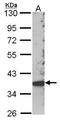 Skap55r antibody, TA308273, Origene, Western Blot image 
