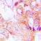 Epoxide Hydrolase 3 antibody, LS-C353556, Lifespan Biosciences, Immunohistochemistry frozen image 
