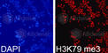 Histone H3.1t antibody, A2369, ABclonal Technology, Immunofluorescence image 