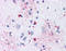 Solute Carrier Family 29 Member 1 (Augustine Blood Group) antibody, TA341308, Origene, Immunohistochemistry frozen image 