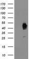 Activating Signal Cointegrator 1 Complex Subunit 1 antibody, CF503668, Origene, Western Blot image 