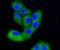 Protein Tyrosine Kinase 2 antibody, NBP2-67327, Novus Biologicals, Immunofluorescence image 