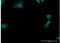 Ski2 Like RNA Helicase antibody, H00006499-B01P-50ug, Novus Biologicals, Immunocytochemistry image 