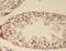 Zinc Finger Protein 311 antibody, FNab09683, FineTest, Immunohistochemistry frozen image 