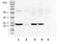 Troponin I2, Fast Skeletal Type antibody, NBP2-26200, Novus Biologicals, Western Blot image 