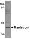 Protein maelstrom homolog antibody, PA5-20923, Invitrogen Antibodies, Western Blot image 