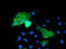 Vascular Cell Adhesion Molecule 1 antibody, TA502426, Origene, Immunofluorescence image 