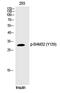 Dual Adaptor Of Phosphotyrosine And 3-Phosphoinositides 1 antibody, PA5-40235, Invitrogen Antibodies, Western Blot image 
