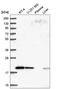 Mimitin, mitochondrial antibody, HPA048082, Atlas Antibodies, Western Blot image 