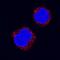 Cell Division Cycle 25B antibody, AF1649, R&D Systems, Immunocytochemistry image 