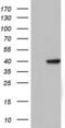 Dimethyladenosine transferase 1, mitochondrial antibody, LS-C790148, Lifespan Biosciences, Western Blot image 