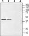 Lysophosphatidic Acid Receptor 6 antibody, PA5-77481, Invitrogen Antibodies, Western Blot image 