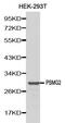 Proteasome Assembly Chaperone 2 antibody, MBS127896, MyBioSource, Western Blot image 