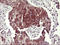CD44 antibody, LS-C338233, Lifespan Biosciences, Immunohistochemistry frozen image 
