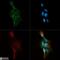 Ceramide Kinase antibody, NB100-2911, Novus Biologicals, Immunocytochemistry image 
