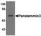 Paralemmin-3 antibody, orb178864, Biorbyt, Western Blot image 