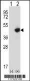 Required For Meiotic Nuclear Division 5 Homolog B antibody, 61-511, ProSci, Western Blot image 