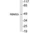 RNA-binding motif, single-stranded-interacting protein 3 antibody, A12416, Boster Biological Technology, Western Blot image 