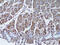 Secreted Frizzled Related Protein 1 antibody, 18-866, ProSci, Immunohistochemistry paraffin image 