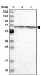 Enolase 4 antibody, NBP2-38373, Novus Biologicals, Western Blot image 