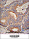 Galactosidase Beta 1 Like 2 antibody, 55-479, ProSci, Immunohistochemistry frozen image 