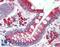 Fatty Acid Desaturase 1 antibody, LS-B9456, Lifespan Biosciences, Immunohistochemistry paraffin image 