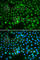 DLG Associated Protein 5 antibody, A2197, ABclonal Technology, Immunofluorescence image 