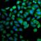 Heterogeneous nuclear ribonucleoprotein Q antibody, FNab08434, FineTest, Immunofluorescence image 