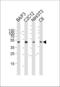 Mitogen-activated protein kinase 3 antibody, LS-C164469, Lifespan Biosciences, Western Blot image 