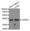 Calcium Binding Protein 39 Like antibody, abx003831, Abbexa, Western Blot image 