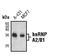 Heterogeneous Nuclear Ribonucleoprotein A2/B1 antibody, MA5-15106, Invitrogen Antibodies, Western Blot image 