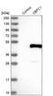 PIP2 antibody, NBP1-88744, Novus Biologicals, Western Blot image 