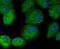 Dedicator Of Cytokinesis 4 antibody, NBP2-80420, Novus Biologicals, Immunocytochemistry image 