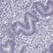 Ring Finger Protein 32 antibody, HPA073560, Atlas Antibodies, Immunohistochemistry paraffin image 